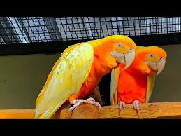 yellow macaw parrot pair parrot love