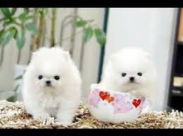 teacup pomeranian puppies available