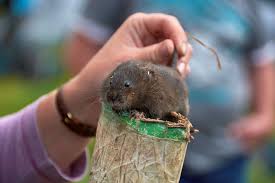 water voles reintroduced into lake