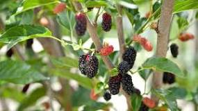 Is there a poisonous berry that looks like raspberry?