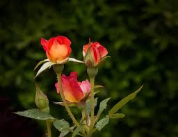photo of orange rose flowers and buds