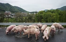 「12頭豬」的圖片搜尋結果