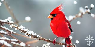 attract birds to your yard in winter