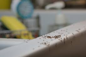 get rid of ants in the kitchen