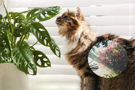 What Plants Are Poisonous To Cats