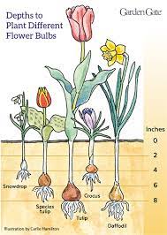 How To Plant Bulbs Garden Gate