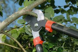 Our tree removal service in buford is available 24/7 to handle fallen trees properly. Tree Services Buford Tree Removal Tree Service Alpharetta Georgia Tree Company