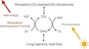 The Global Carbon Cycle The