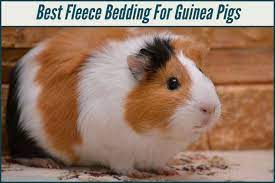 9 best fleece bedding for guinea pigs