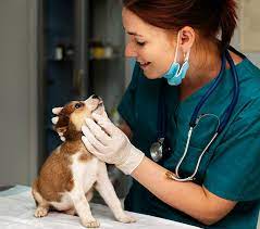 Orting Animal Hospital gambar png