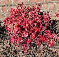 The landscape architect may find nandina domestica 'firepower' useful as a low maintenance low growing evergreen shrub. Firepower Nandina For Sale Compare Best Prices Top Nurseries