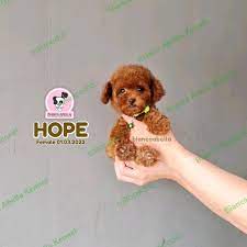 jual red poodle tiny red poodle red