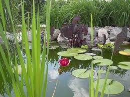 aquatic plants in the garden pond