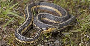 the 3 types of garter snakes in ohio