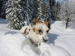 Wie ein hund kriecht sie nackt durch schnee