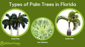 50 Types Of Palm Trees In Florida To