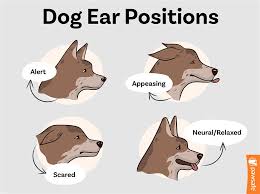 ear positions