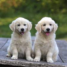 The golden retriever is a breed of dog originating in scotland. English Cream Golden Retriever For Sale Nc New York