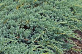 how to grow and care for creeping juniper