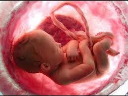 Pada awal kehamilan plasenta akan berkembang. Video Perkembangan Janin Youtube