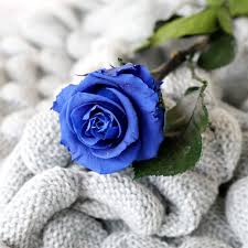 forever proyal blue rose stem petals
