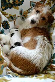 Connemara Jack Russell Terriers gambar png