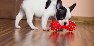 best dog toys 2019 our huge review of
