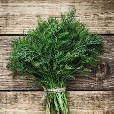 the health benefits of dill