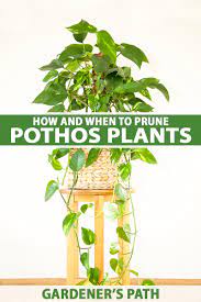 How and When to Prune Pothos Plants | Gardener's Path