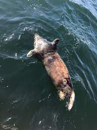 cruise boat monitors injured seals