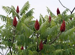 Image result for sumac