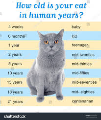 Pet Age Concept Comparison Chart Cat Stock Photo Edit Now