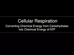 Ppt Cellular Respiration Powerpoint
