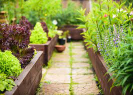 How To Grow Plants In Raised Beds