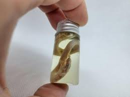 TAXIDERMY-Snake-Reptile-Wet Specimen-Rare Albino Type-Preserved-Collectable  #3 | #3842525037