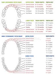 Human Teeth Infographic Teeth Infographic Stock Vector