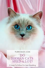 Most people often confuse ragdoll and siamese cats because of their very similar coats and color patterns. Do Birman Cats Shed A Lot 3 Things To Keep In Mind Purr Craze
