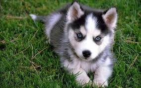 Husky adoption can be a stressful thing to undertake, whether you are looking to buy one from a breeder or to adopt a husky from a shelter, there are always many questions you may have. Husky Puppies For Sale In Ma Petsidi