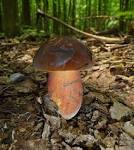 Resultado de imagem para boletus erythropus