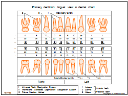 Dental Anatomy Illustrations For Presentations And Publications