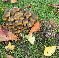 mushrooms growing in my yard
