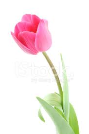 Tulipan Różowy Zdjęcia ze zbiorów - FreeImages.com