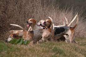 The Tradition of Hunting with Hounds - Gun Dog