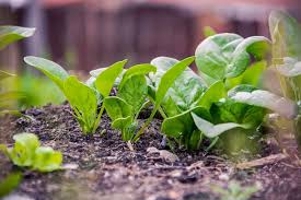 How To Grow Spinach Palak At Home