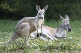 busy kangaroo moms don t rue their
