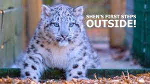 Shen snow leopard