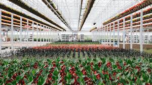 A Century Of Growing Greenhouse