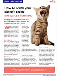 Simply put, the baby teeth do not become completely decayed or worn down to the enamel as the older teeth do. Client Handout How To Brush Your Kittens Teeth And Why Its Important Dvm360