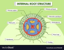 internal root structure royalty free vector