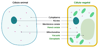 May 23, 2019 · a cell is the smallest unit that is typically considered alive and is a fundamental unit of life. Biology With Salcido Plant Cell Vs Animal Cell